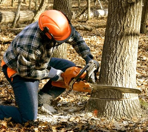 Tree Removal in Uniopolis, OH